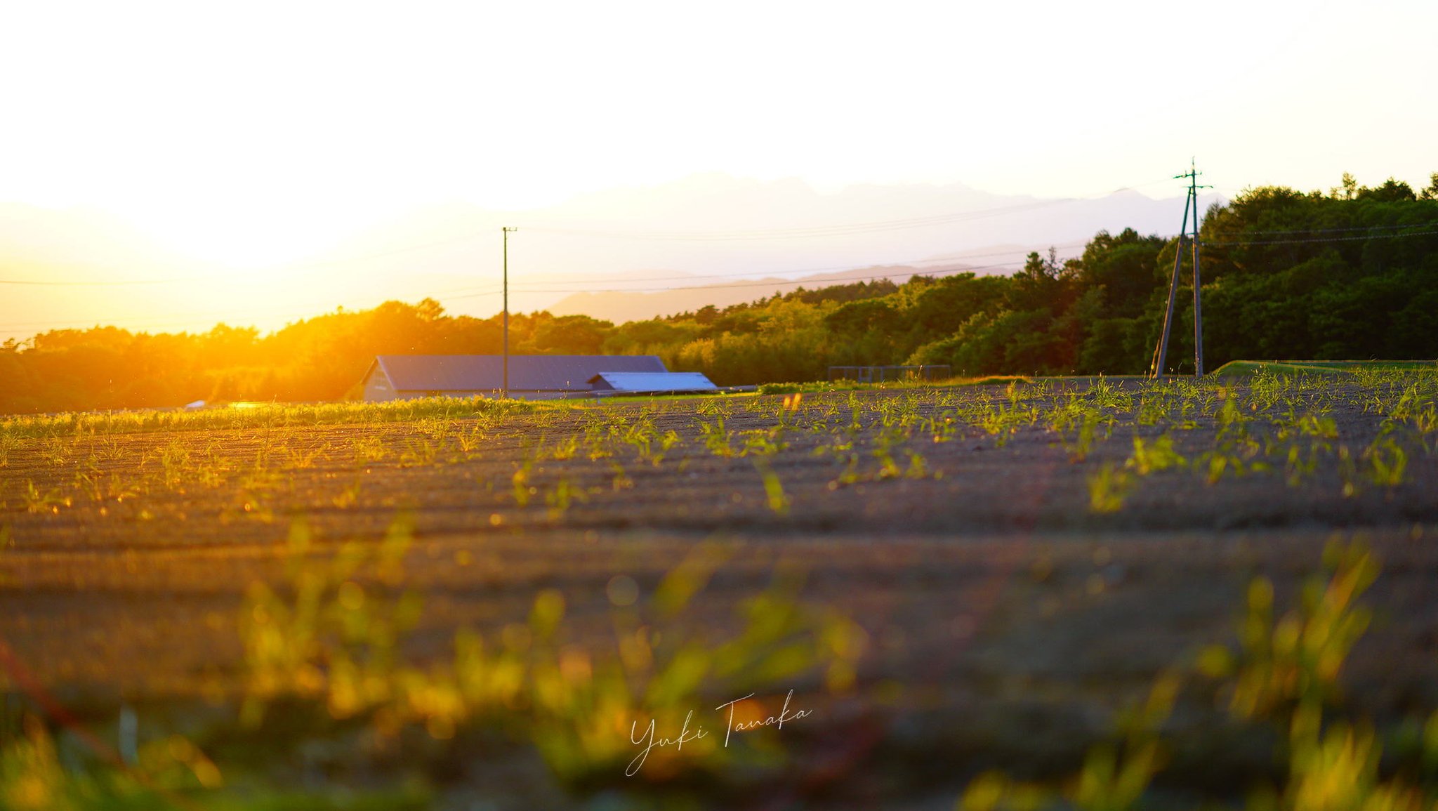 畑を照らす夕暮れの光